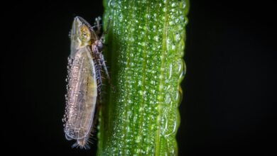 call drop behavior analysis