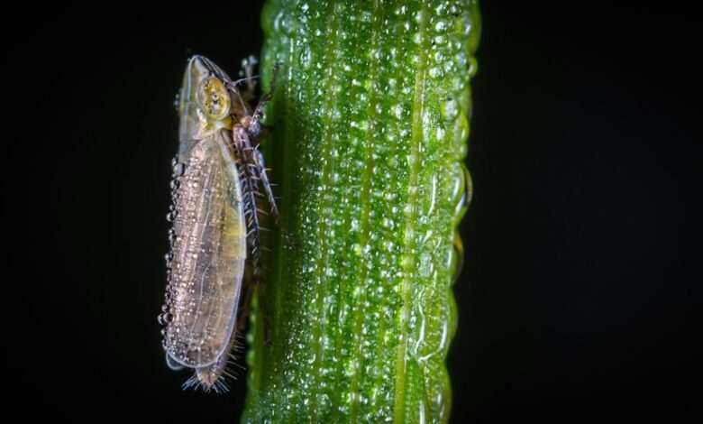 call drop behavior analysis