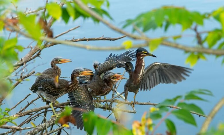 early day call rates