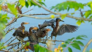 long duration call behaviors