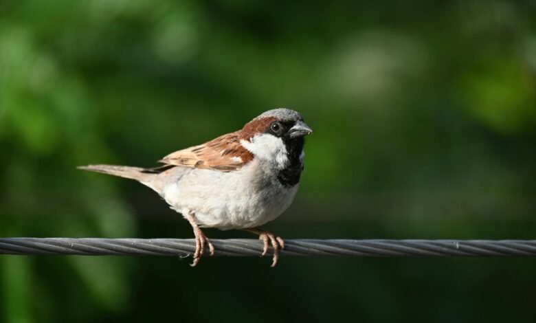 missed call cluster analysis