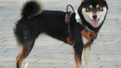 post failure reconnection strategies