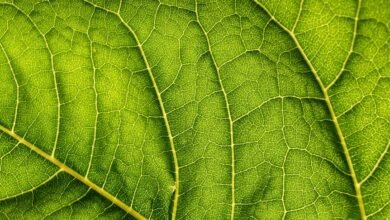 taraka ratna s marital status