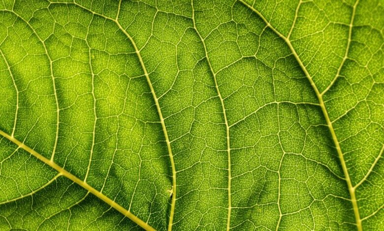 taraka ratna s marital status